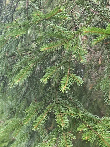 Norway spruce