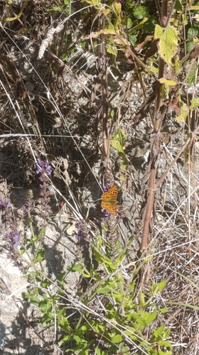Queen of Spain Fritillary