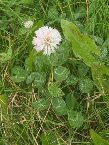 white clover