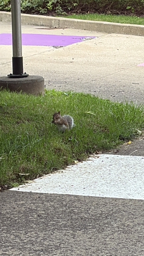 Eastern Gray Squirrel