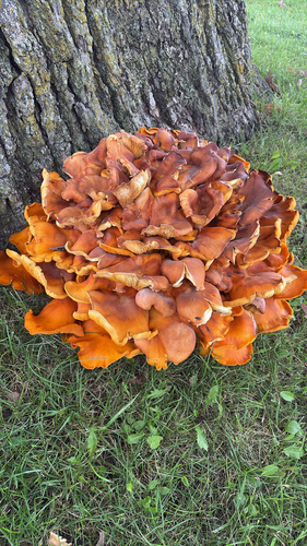 Eastern American jack-o'-lantern