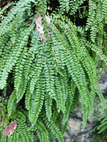 maidenhair spleenwort