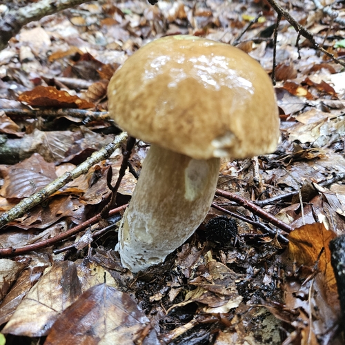King Bolete