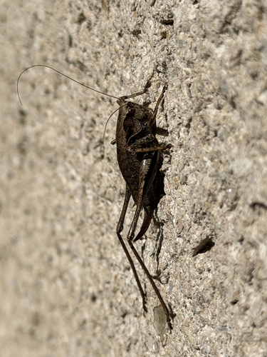 Dark Bush-cricket