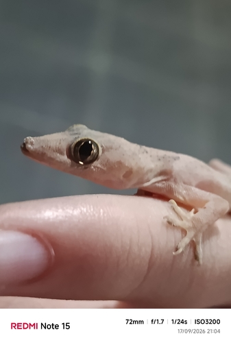 Tropical House Gecko