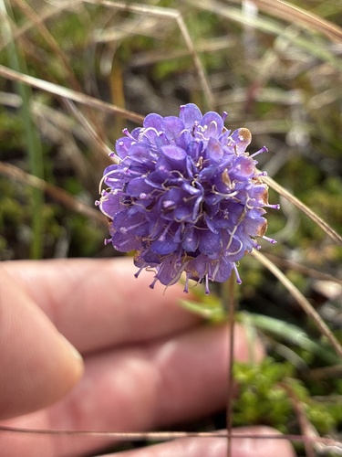 Devil's-bit Scabious