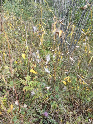 Swallow-wort
