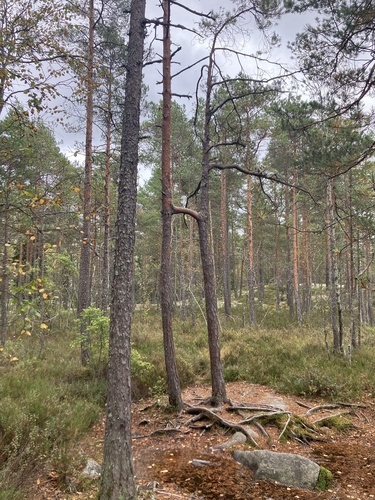 Scots pine