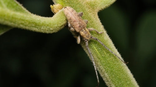 Eupogonius knabi