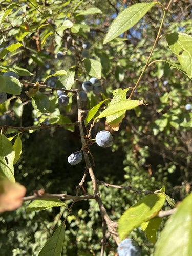 Blackthorn