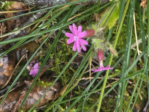 red campion