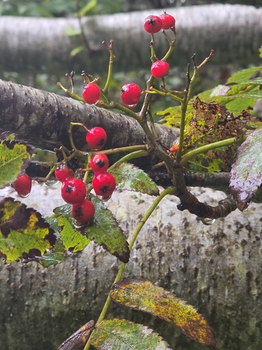 European mountain ash