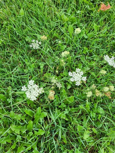 wild carrot