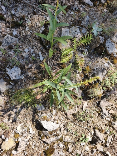 Straw Foxglove