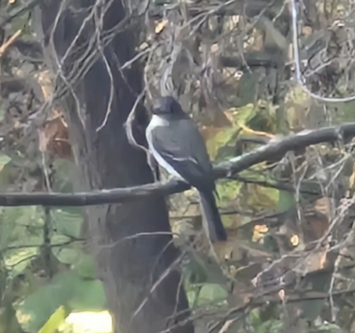 Eastern Phoebe