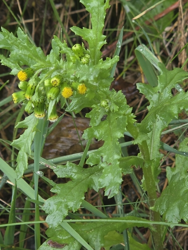 common groundsel