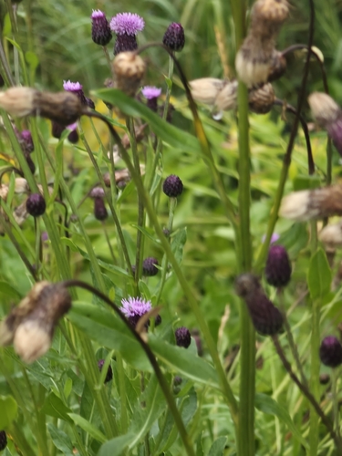 creeping thistle