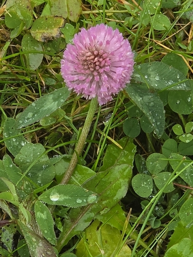 Red Clover