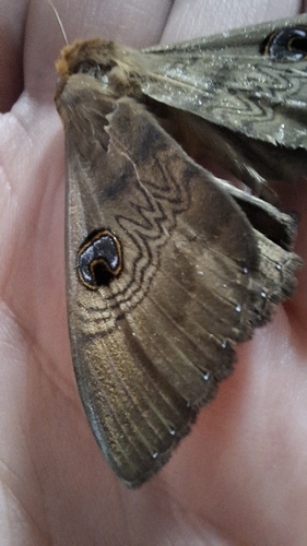 Southern Moon Moth