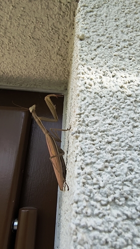 European Mantis