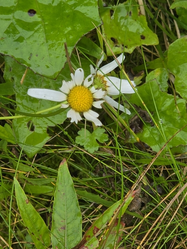 oxeye daisy