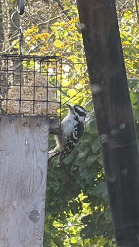 Downy Woodpecker