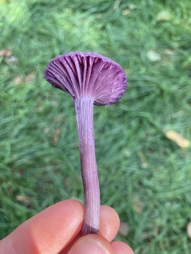 Amethyst Deceiver