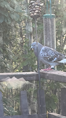 Feral Pigeon