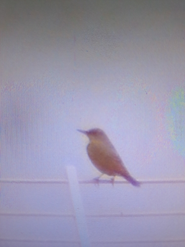 Blue Rock-Thrush