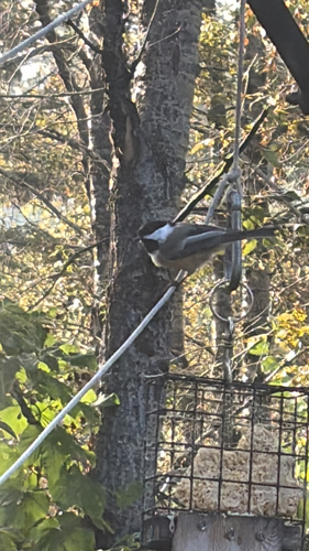 Black-capped Chickadee