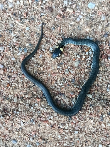 grass snake