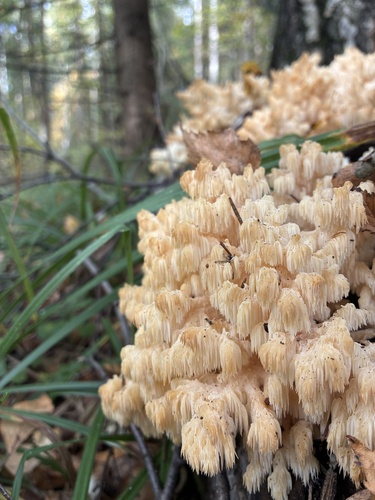 Coral tooth fungus