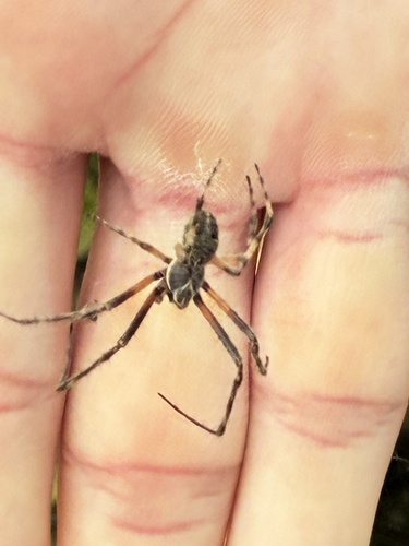 Grey Cross Spider