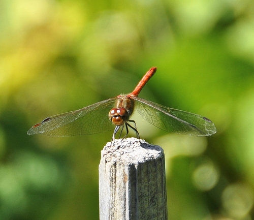 Common Darter