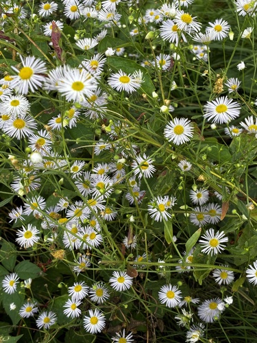 annual fleabane