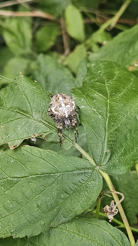 Cross Orbweaver