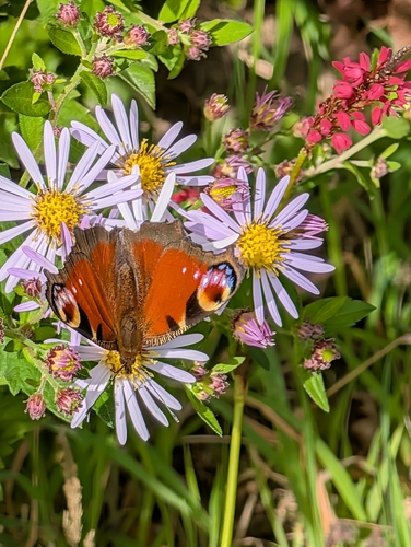 European Peacock Butterfly