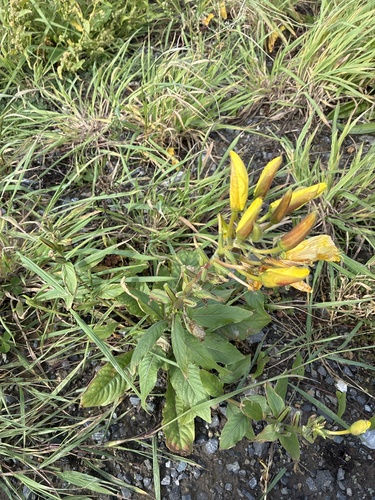 Large-flowered Evening-primrose