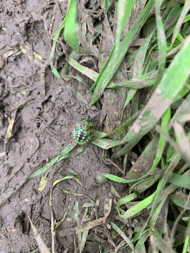 Southern Green Stink Bug