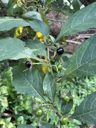 Deadly Nightshade