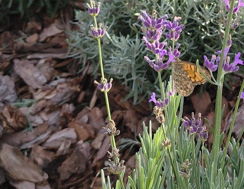 Wall Brown