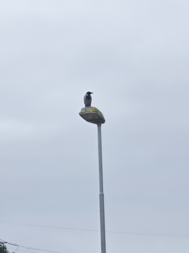 Hooded Crow