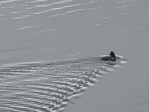 Common Goldeneye