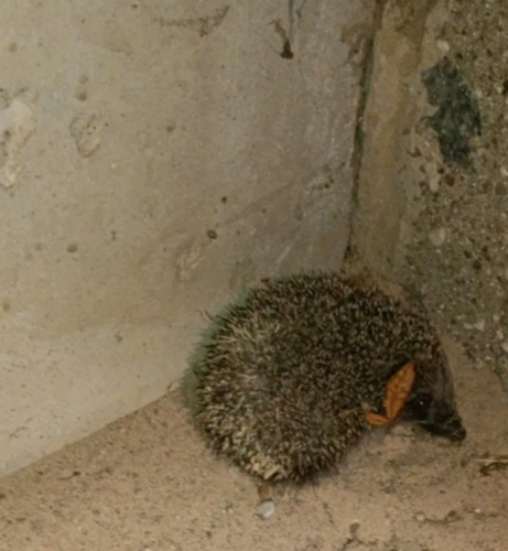 Northern White-breasted Hedgehog
