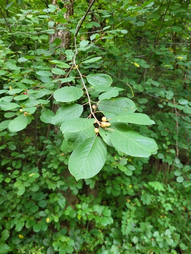 alder buckthorn