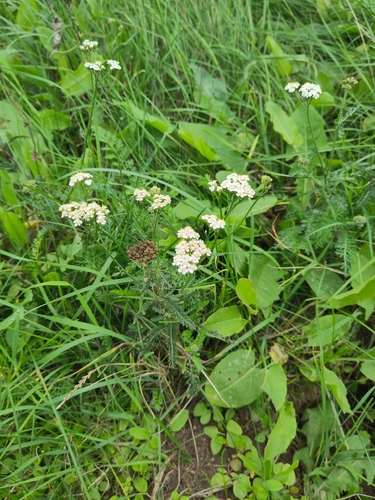 common yarrow