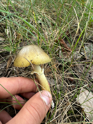 Deathcap