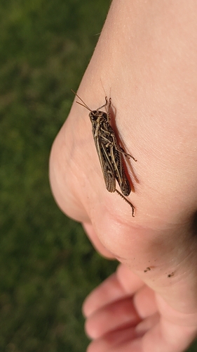 Common Field Grasshopper