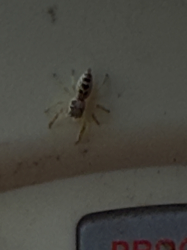 White-jawed Jumping Spider