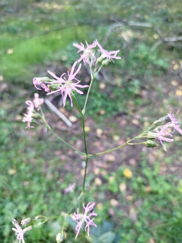 ragged-robin